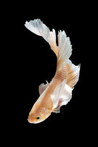 Close-up of fish against black background