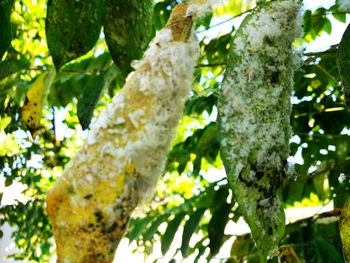 Low angle view of lichen on tree trunk