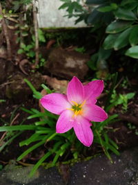 Close-up of pink flower