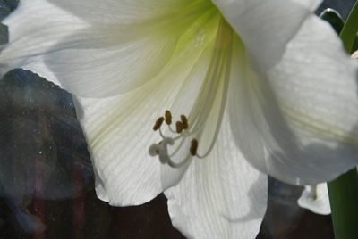 Close-up of white flowers blooming outdoors