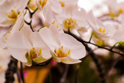 Close-up of white flowering plant