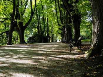 Footpath amidst trees in park