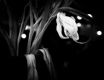 Close-up of flower blooming on tree at night