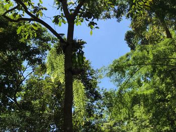 Low angle view of trees in forest