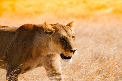 Lion walking on serengeti national park
