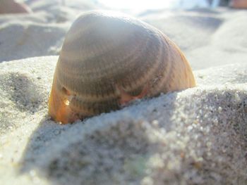 Close-up of crab on sand