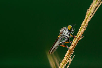 Robber fly on the branch looking for prey