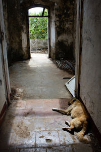 Cat in corridor