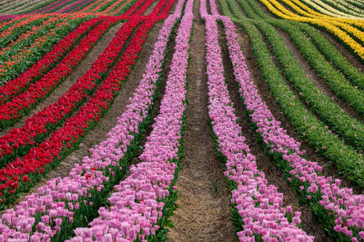 Tulips in sprintime bloomig on a flower field in germany