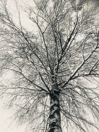 Low angle view of bare tree against sky