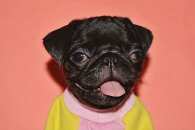 Close-up portrait of a dog