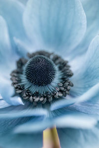 Close-up of dandelion flower