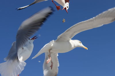 Low angle view of seagulls flying against clear blue sky