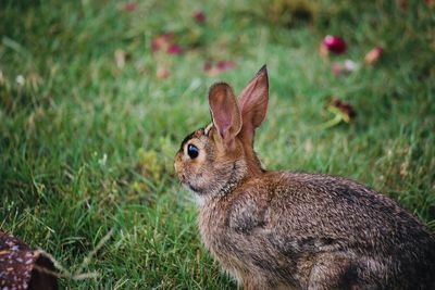 Close-up of rabbit on field