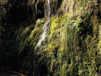 River flowing through forest