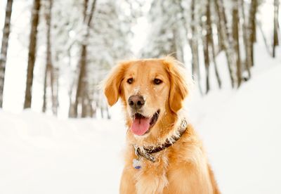 Close-up of dog on snow