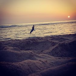 View of bird on beach during sunset