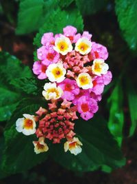 Close-up of pink flowers