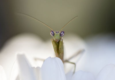 Close-up of insect