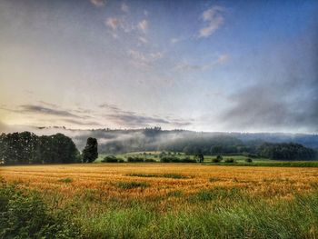 Scenic view of agricultural field against sky