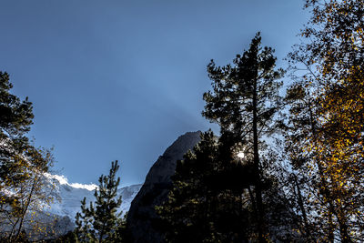 Low angle view of trees against sky