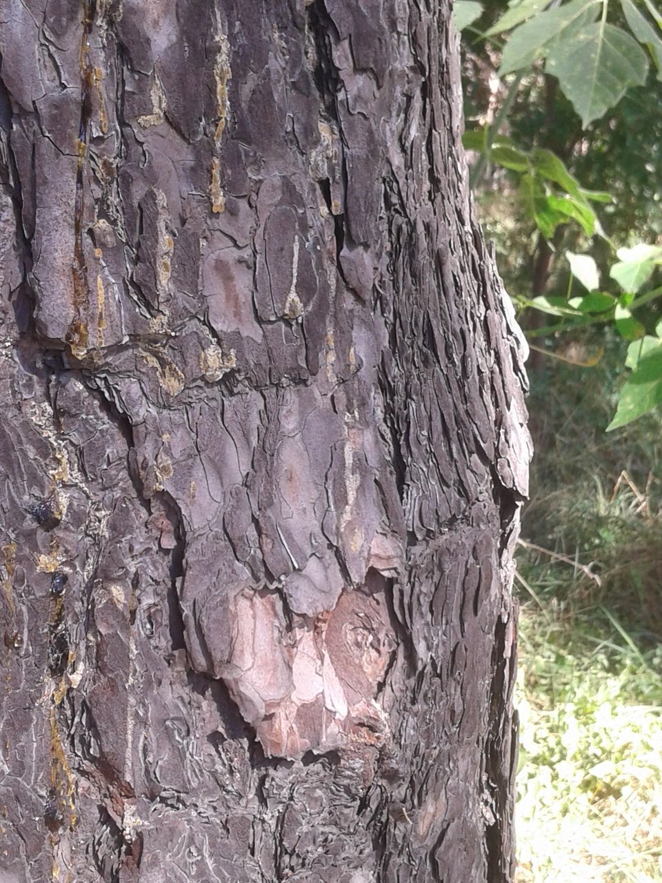 CLOSE-UP OF TREE TRUNK AGAINST PLANTS