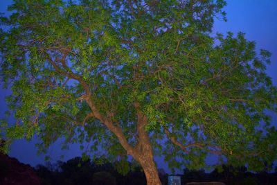 Low angle view of trees against blue sky