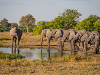 Large group of african elephant drinking from river, moremi game reserve, botswana