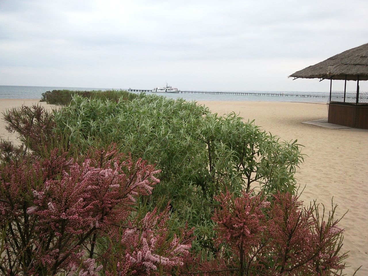 Plants on shore at beach