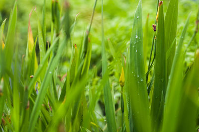 Close-up of grass on field