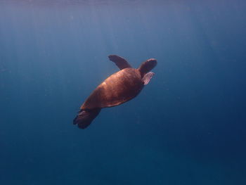 Close-up of fish swimming in sea