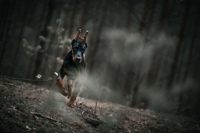 Dog running in a forest