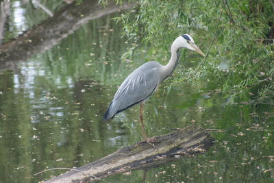 Gray heron perching on a lake