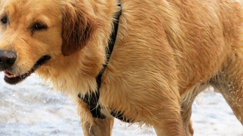 Close-up of dog in water