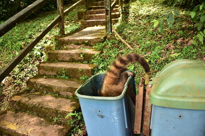 View of plants in water