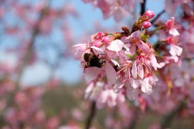 Close-up of bee pollinating on pink flower