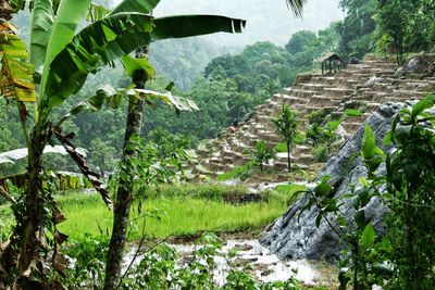 Trees and plants by terraced field