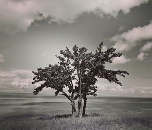Tree in field against sky