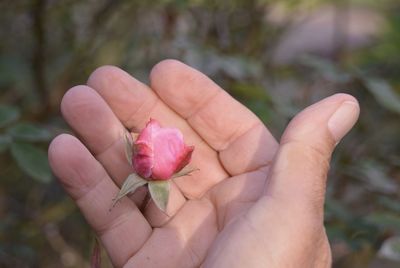 Cropped hand of person holding pink flower