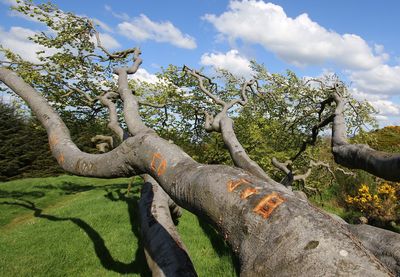 Fallen tree in field against sky