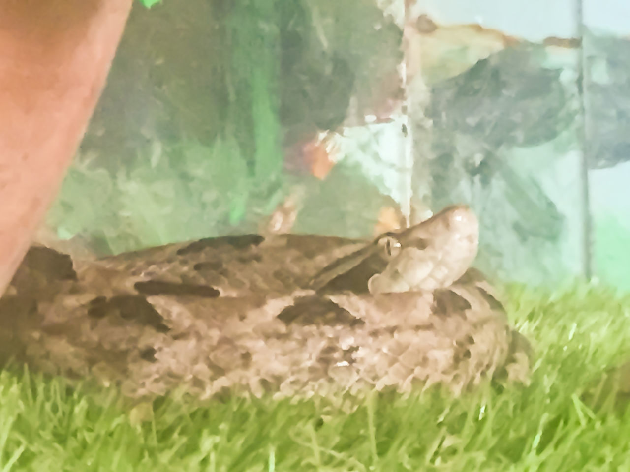 CLOSE-UP OF LIZARD ON GRASS