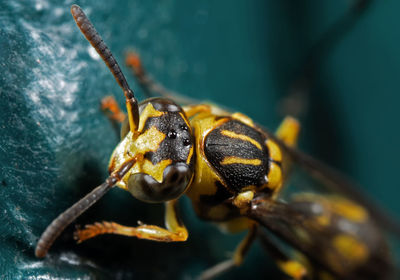 Close-up of insect