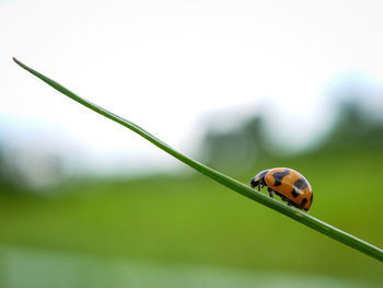 Close-up of ladybug on grass