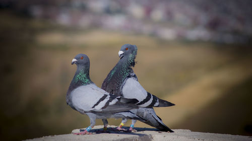 Close-up of pigeons perching on retaining wall