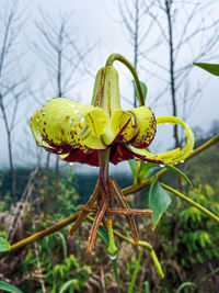 Close-up of yellow flowering plant on land