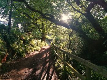 Trees in forest