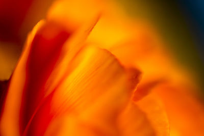 Close-up of orange flower
