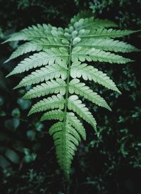 Close-up of fern leaves