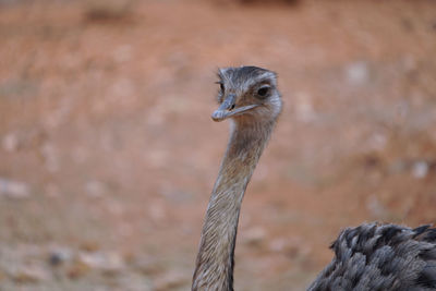 Ostrich head