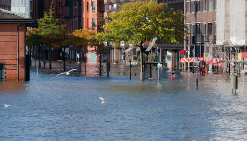 View of swan swimming in water